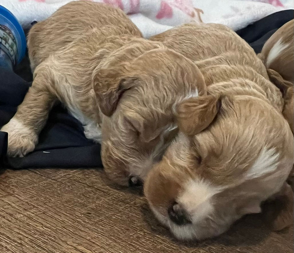 July 4th golden doodle puppies