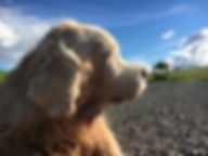 Sunny.jpeg
