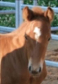 Quarter Horse Stute Royal Sugar Boon