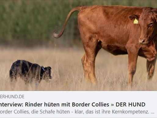 Interview von "DER HUND"