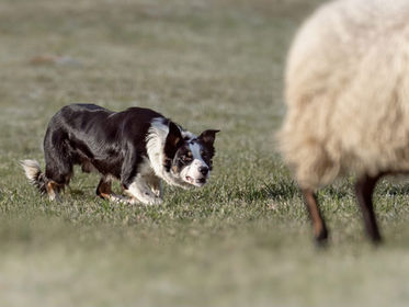 X-Rays and eye examination of Spot, Molly and Villow