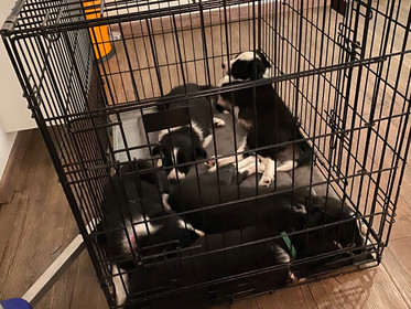 Eye testing of the 2020 litter