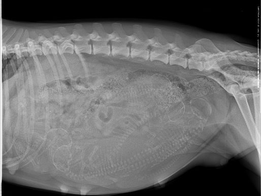 .45 Peach trächtig von BC Hugo