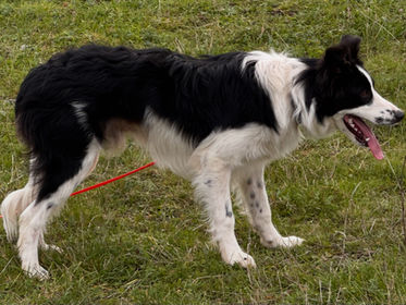 New dog for sale "Artus"