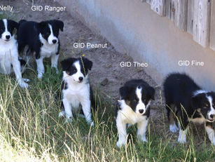 Update Welpen Bonnie X BC Hugo