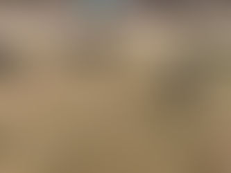 My new stud dog "BC Hugo" arrived