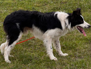 Artus found his new home!