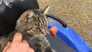 Mietzekatze_bisJuni2018.jpeg