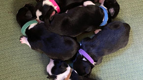 Geplante Würfe 2022 / 2023