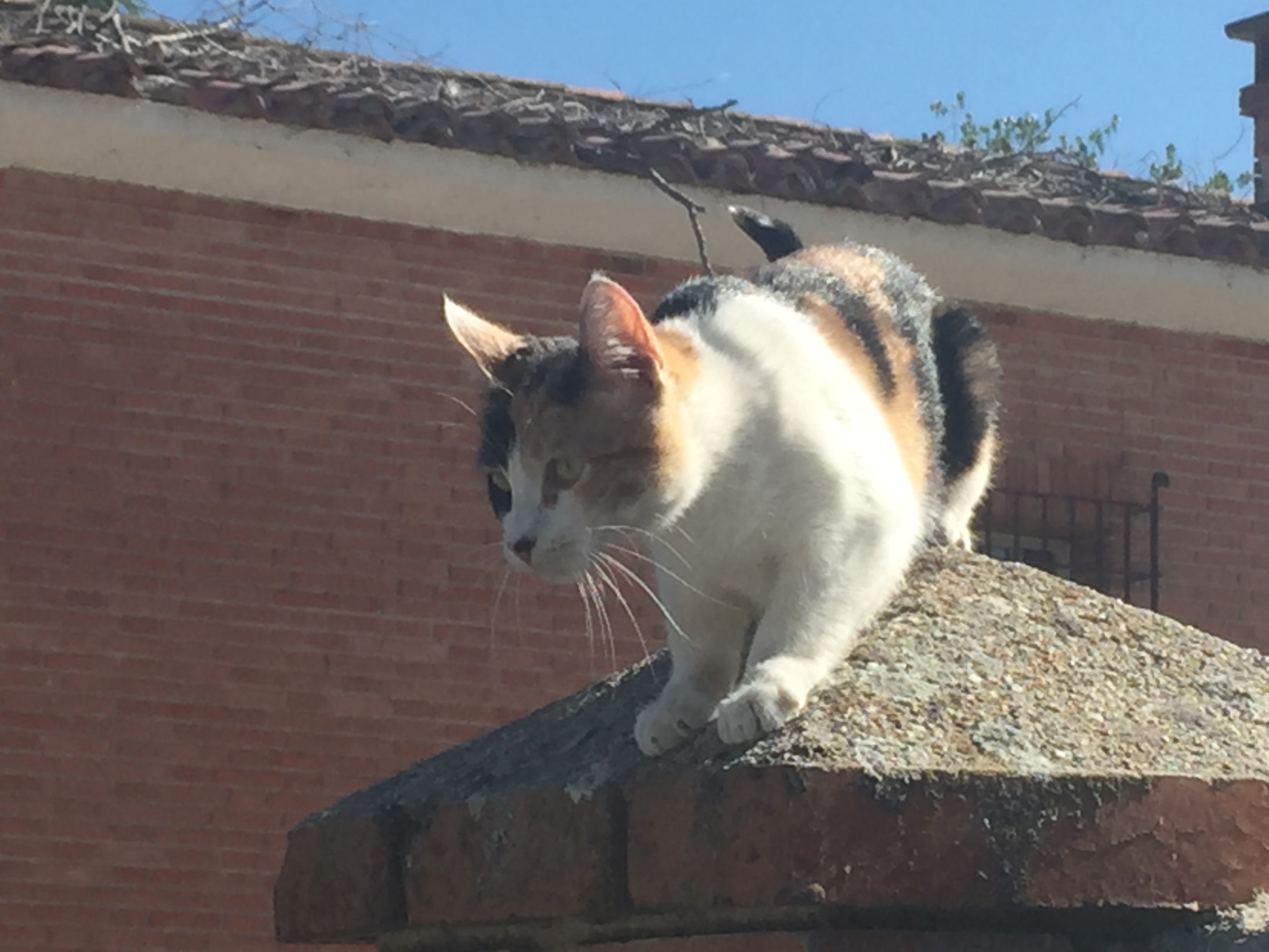 Baby (alias Missi)