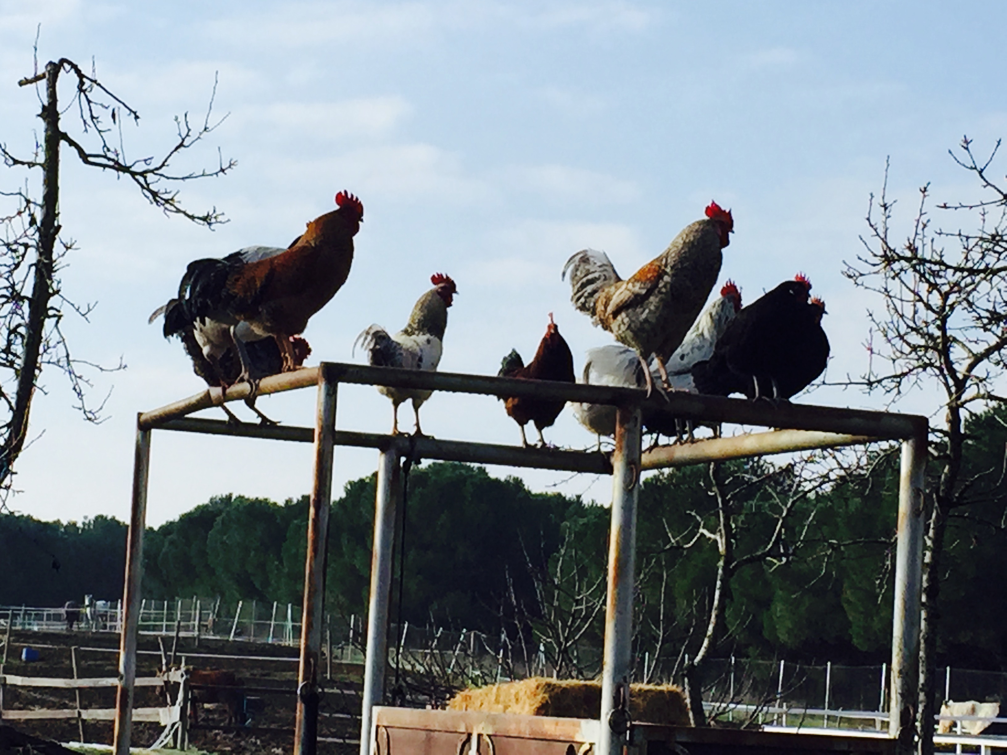 Gallinas
