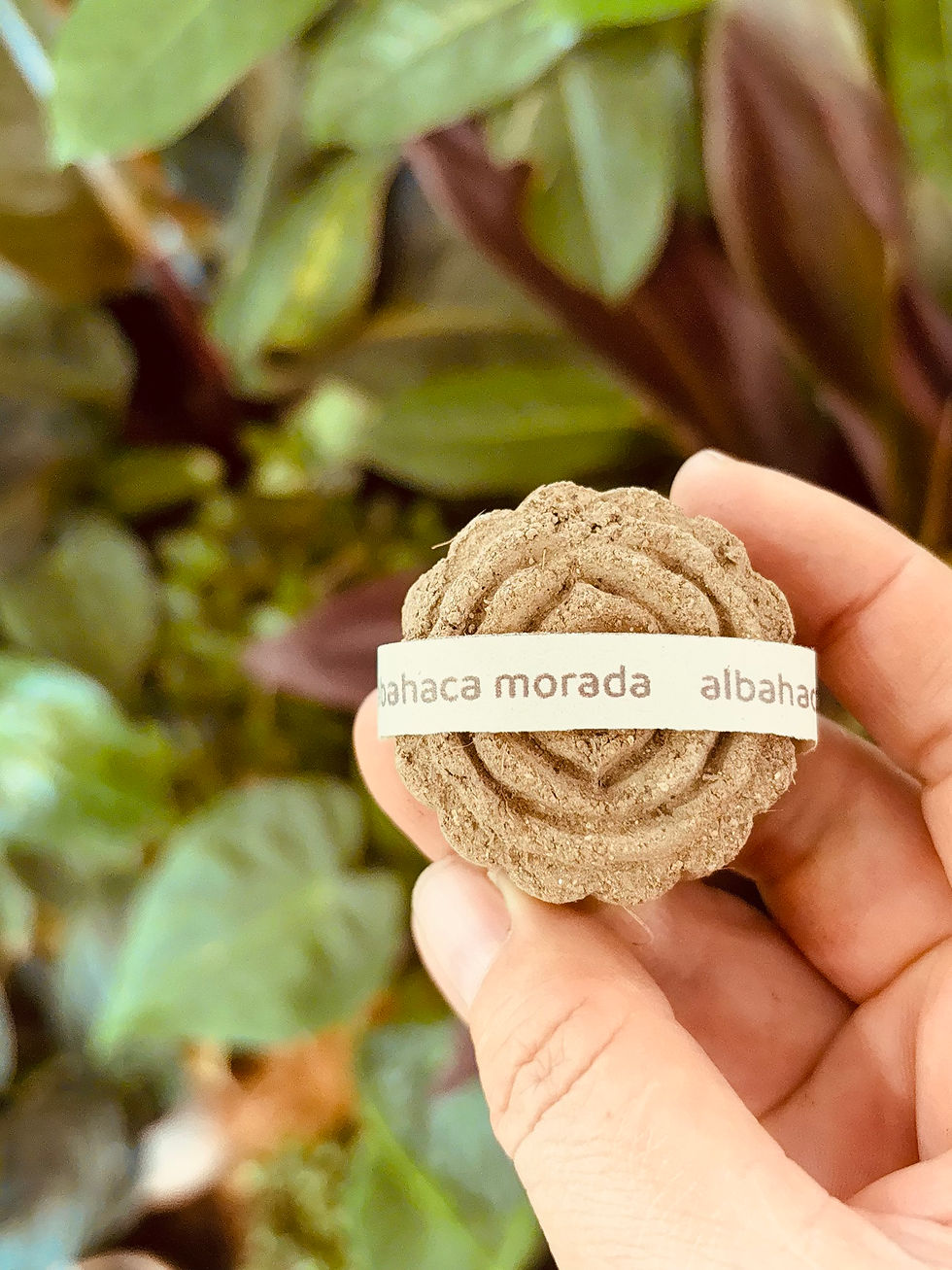 Capsula de semilla, bombas de semillas Volver al Origen