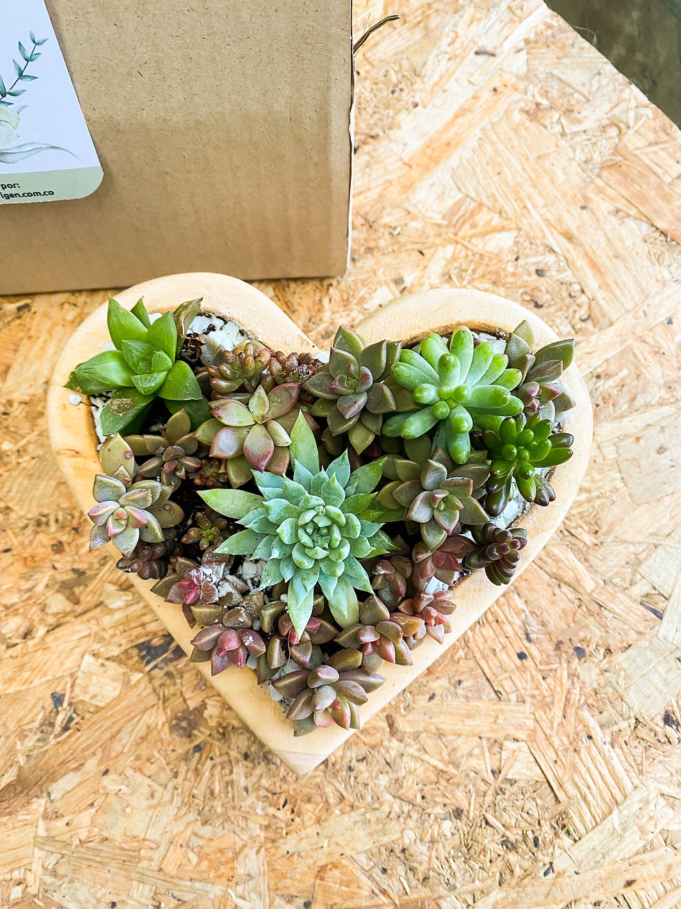 Miniatura: Corazón suculento - Volver al Origen - Medellín