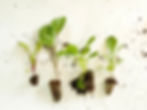 Plantulas de hortalizas y aromáticas de volver al origen