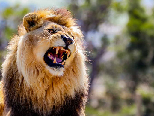 Sales Coach vs. Sales Conference 