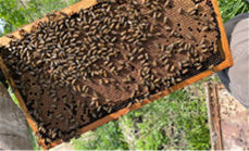 Thumbnail: MISSOURI MITE HUNTER 5 Frame NUC