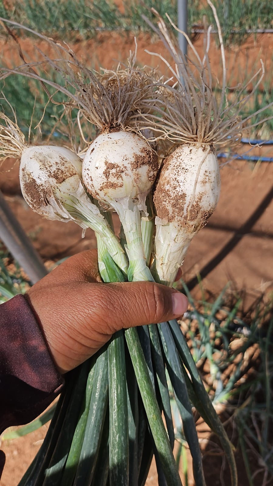 Onions!
