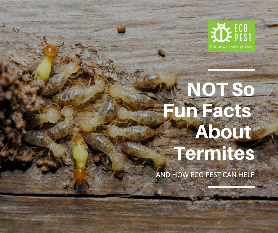 NOT So Fun Facts About Termites