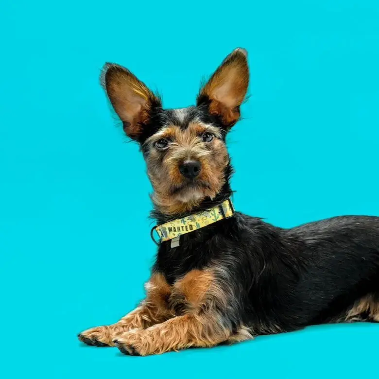 Miniatura: Obroża zatrzaskowa w wzorze "Woof West" założona na psie