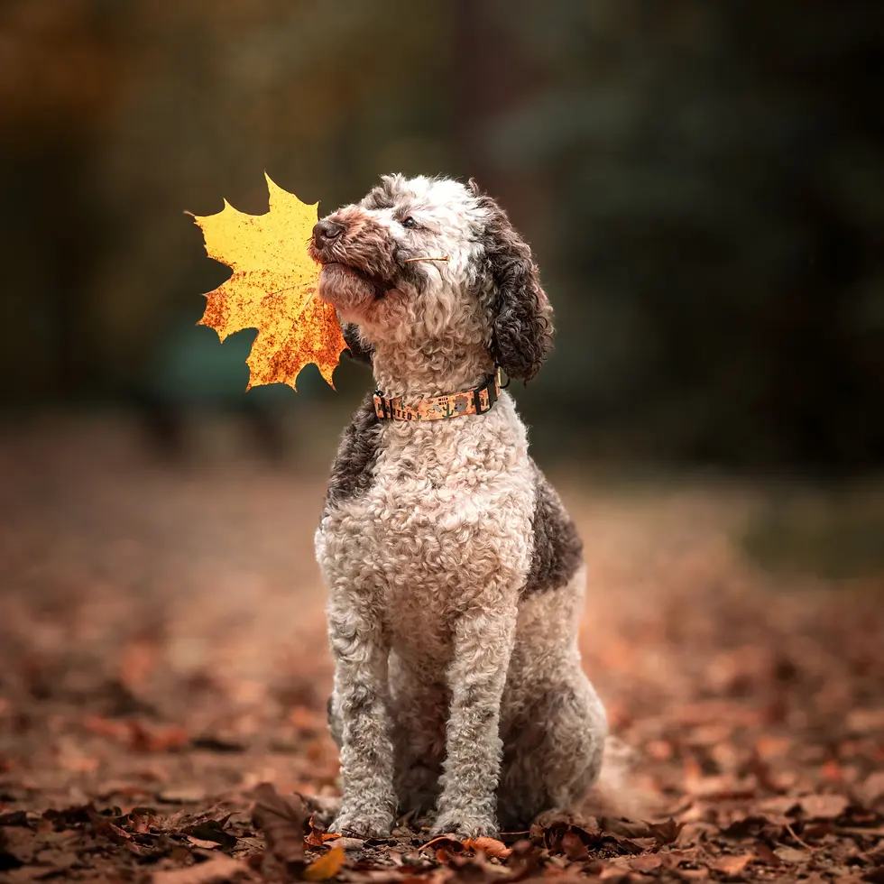 Obroża zatrzaskowa w wzorze "Woof West" założona na psie