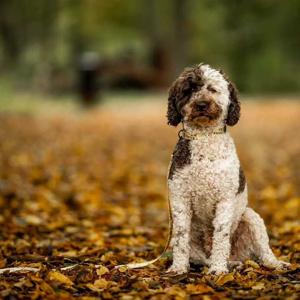 Miniatura: Smycz miejska we wzorze "Woof West" przypięta do obroży w tym samym wzorze na psie