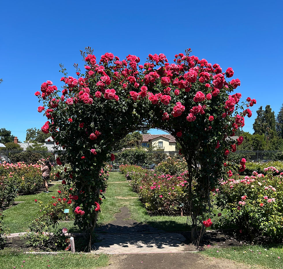 Visiting the San Jose Rose Garden is a great way to meet like-minded people who appreciate nature
