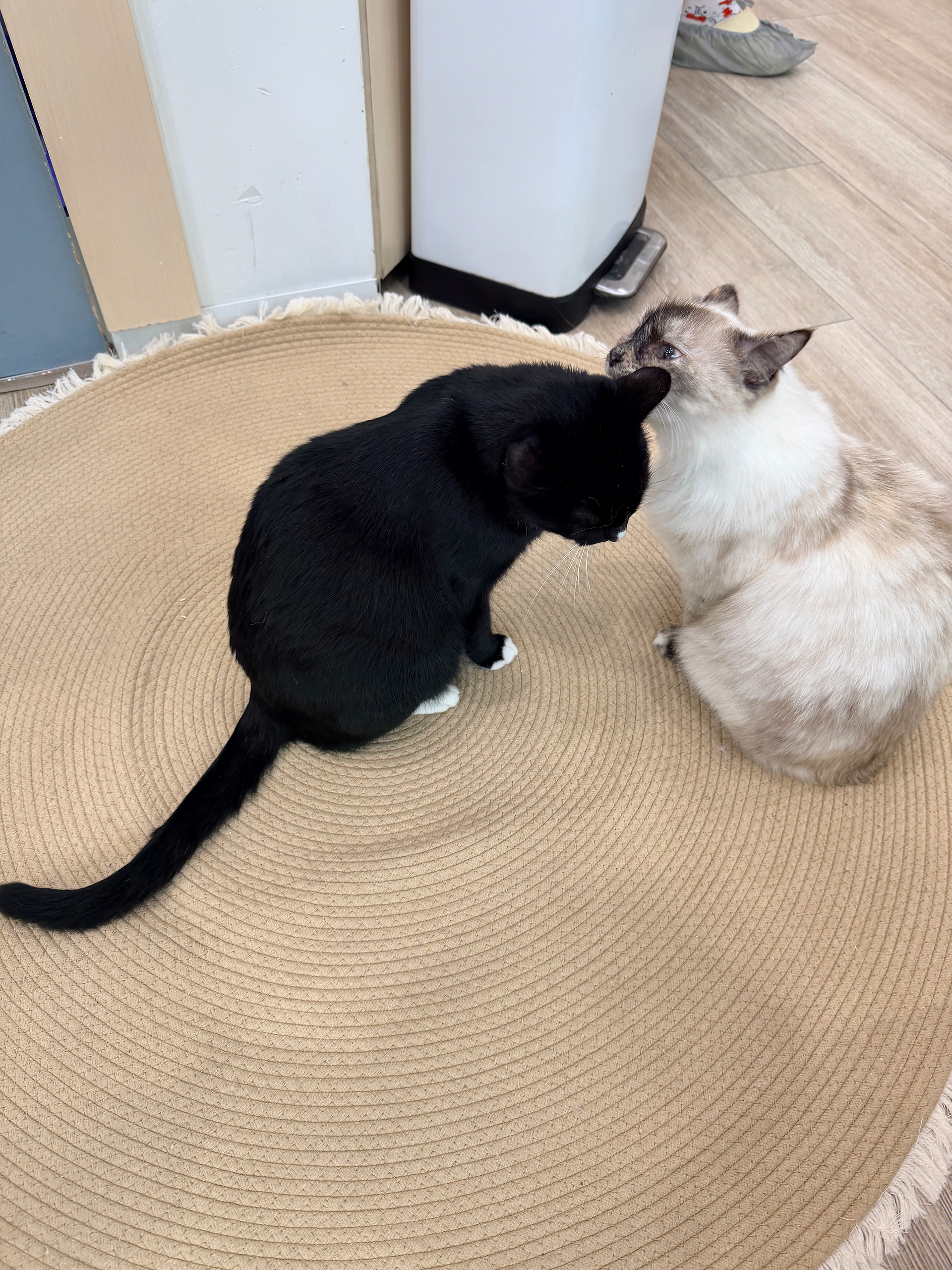 Relaxing cat café experience in Sydney combining Australian café culture, animal lover experiences, and wellness-focused travel