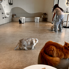 Traveler visiting a cat café in Dubai with cozy seating, playful rescue cats, and wellness travel environment