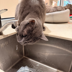 Cat drinking water at cat café in Melbourne with friendly cats, café seating, and peaceful wellness travel environment