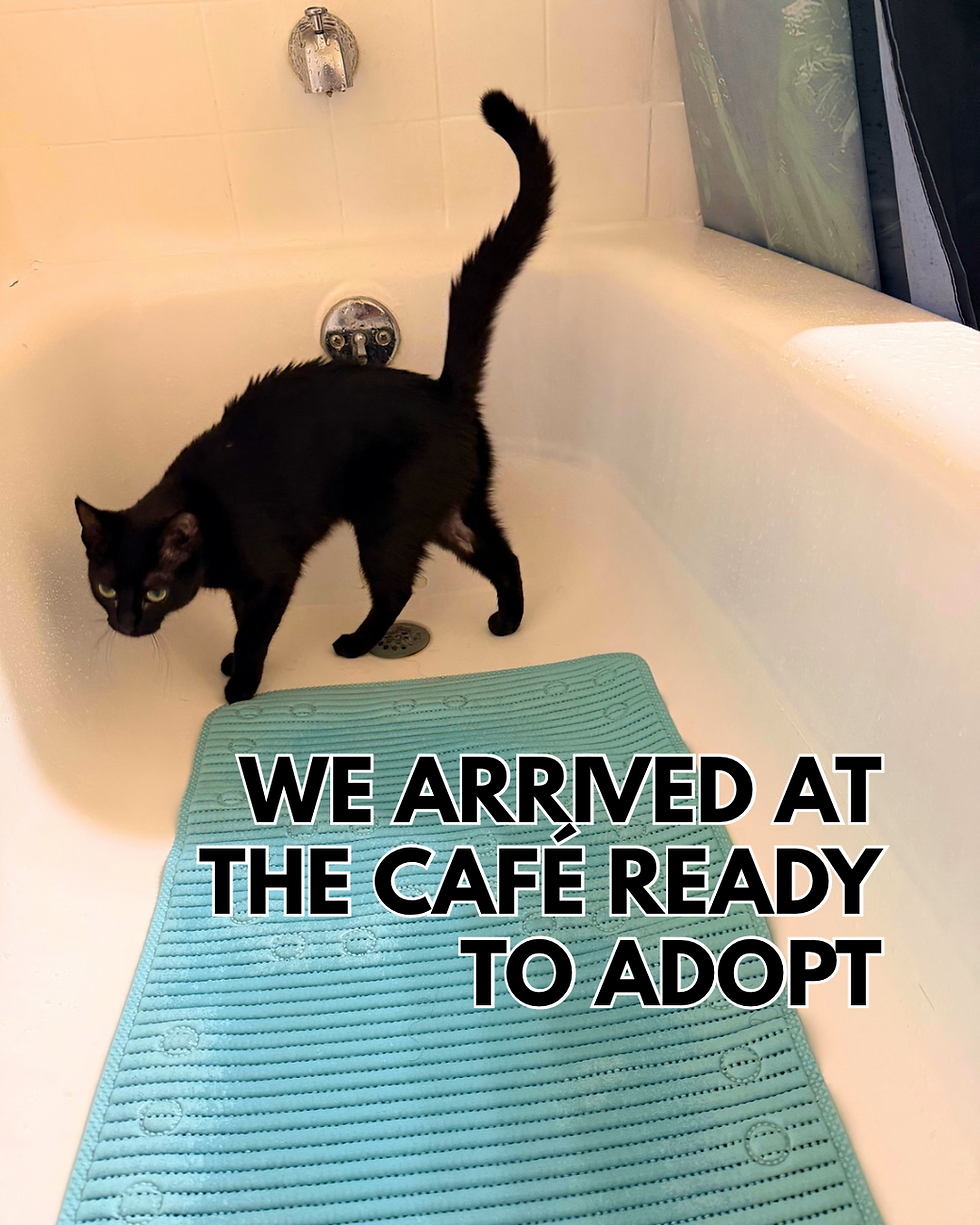 Curious shelter cat Dreamer exploring her new home after being adopted by her family.