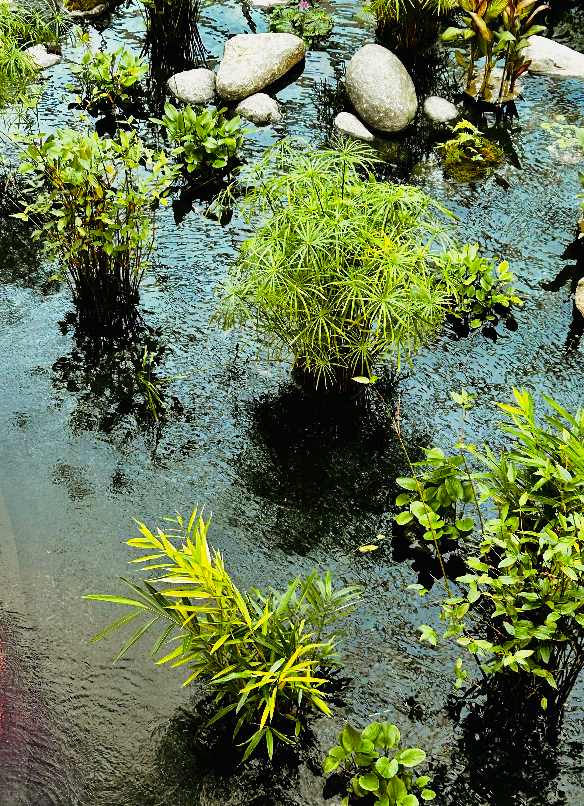 Calm water surrounded by green plants in a peaceful natural setting.