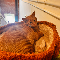 Welcoming cat café in Santa Clara with cozy seating, friendly cats, and peaceful travel-inspired environment