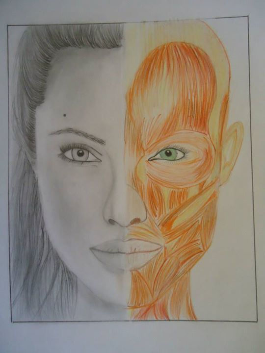 Face and muscles