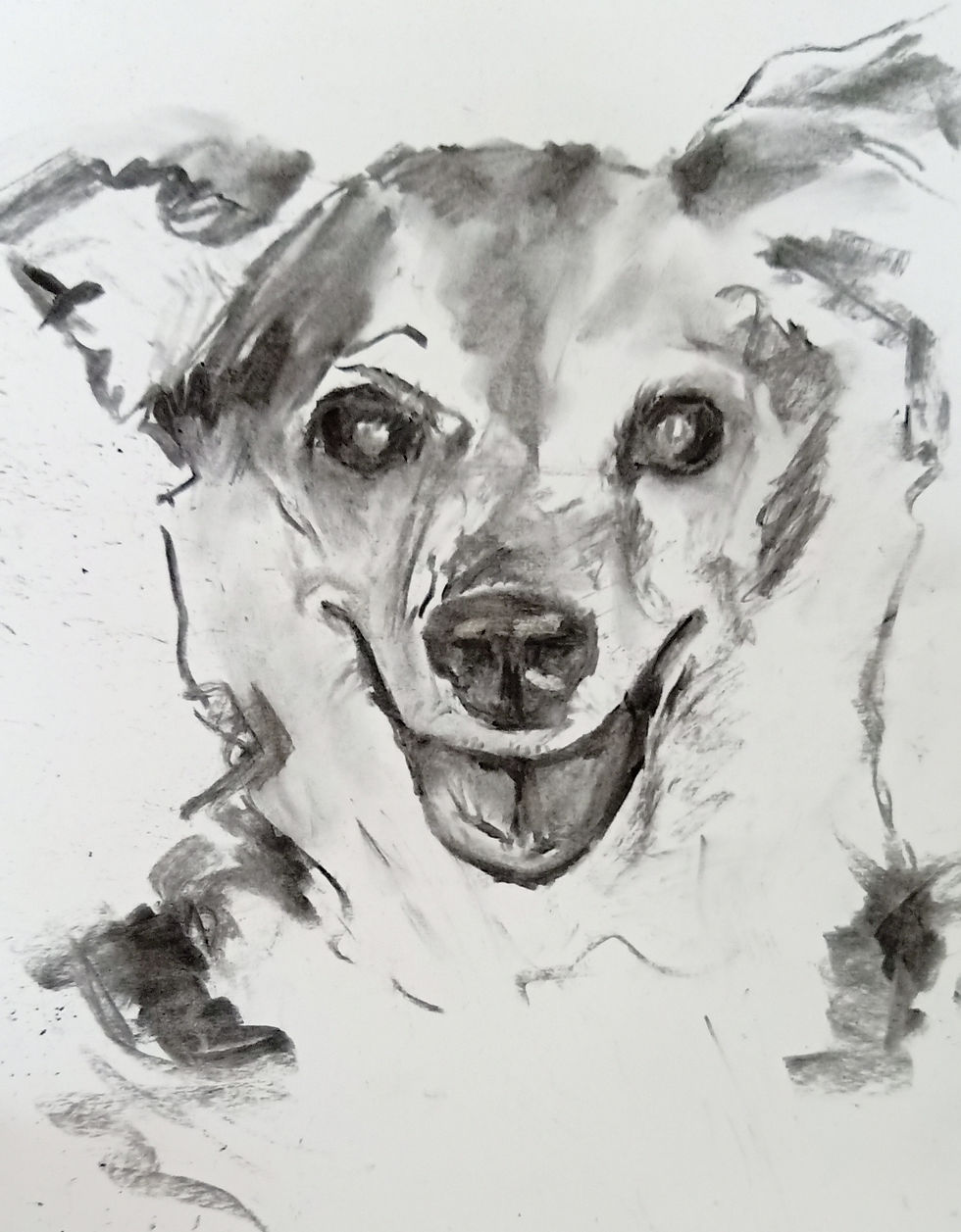 Pet
