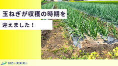 【取り組み紹介】玉ねぎが収穫の時期を迎えました！