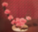 Carnation website homepage photo 1.jpg
