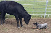 best cattle dogs in the nation working dogs