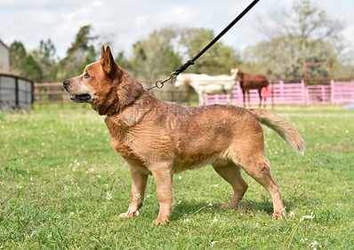 top stud cattle dog acd red heeler