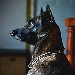 protection-dog-texas-trainer-sales.jpeg