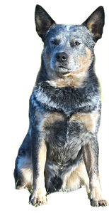 emberwick-heeler-cattle-dog-texas