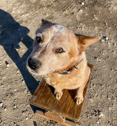 kaycee blue heeler emberwick ranch breeder.png