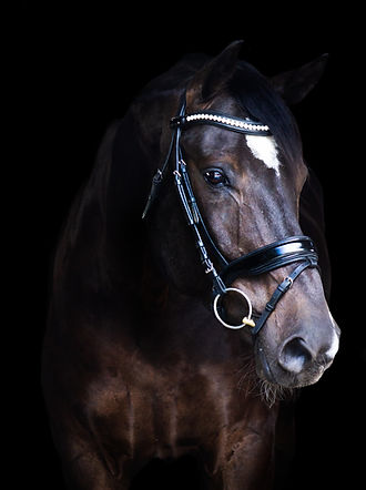 Hanoverian gelding Riptide
