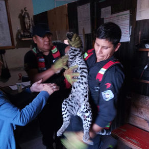Gato Onza fue rescatado por una pareja