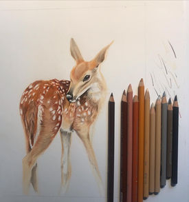 colored pencil drawing of fawn