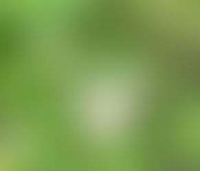 司茶亭的小白花：一道清新的自然風景線