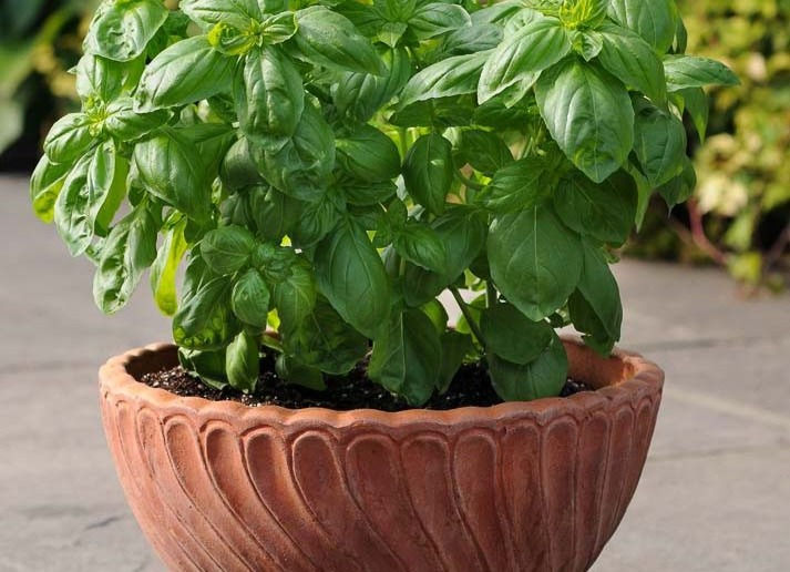 a basil plant on a terracotta pot