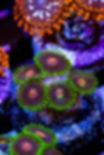 LC Jekyll and Hyde Zoanthids. Rare green grafted live coral. Buy WYSIWYG collector Zoas online.