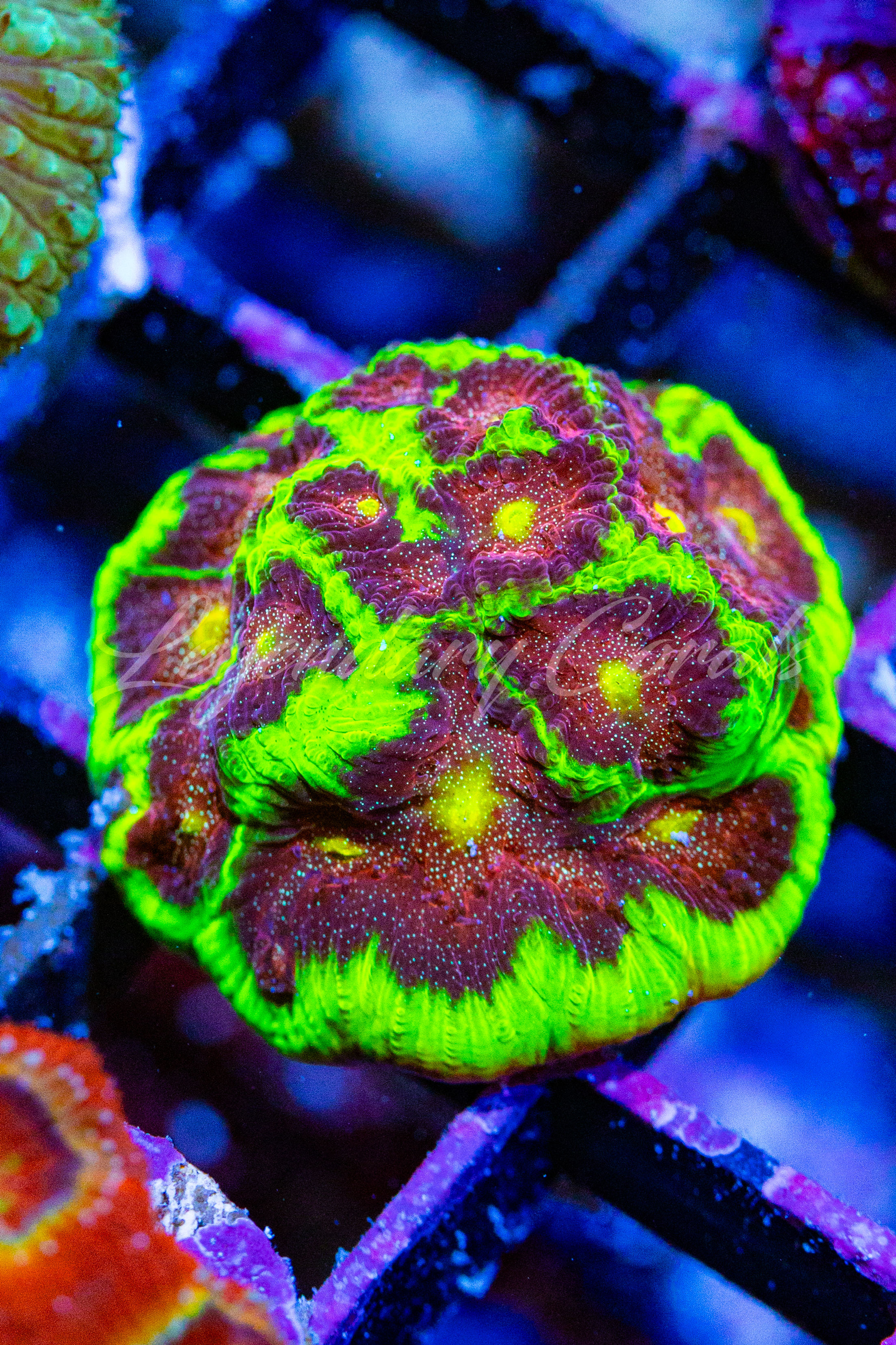 WWC Bejeweled Favia Coral: Neon lime green ridges with metallic red centers and golden eyes. WYSIWYG live coral frag for sale