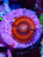 Vivid red and orange VDM Zoas with a contrasting center. WYSIWYG Zoanthid on a frag plug.