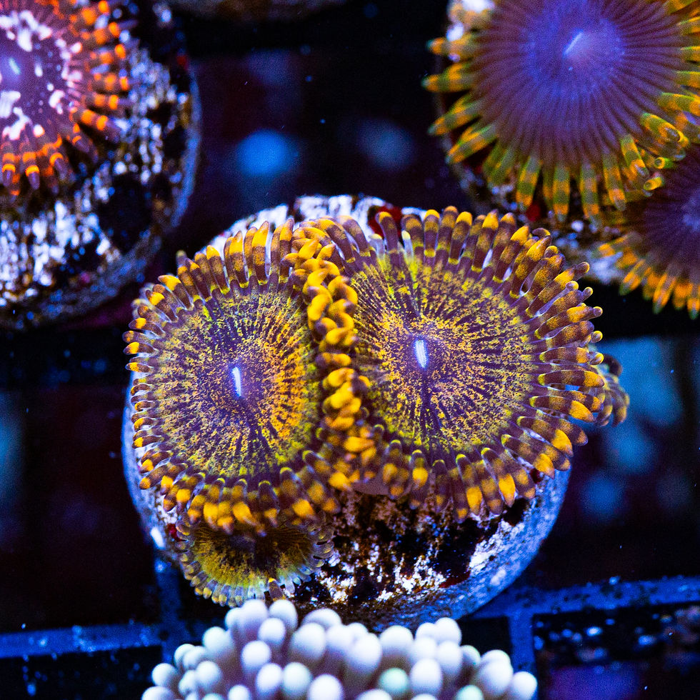 LC Sopranos 2.0 Zoanthids, WYSIWYG Corals